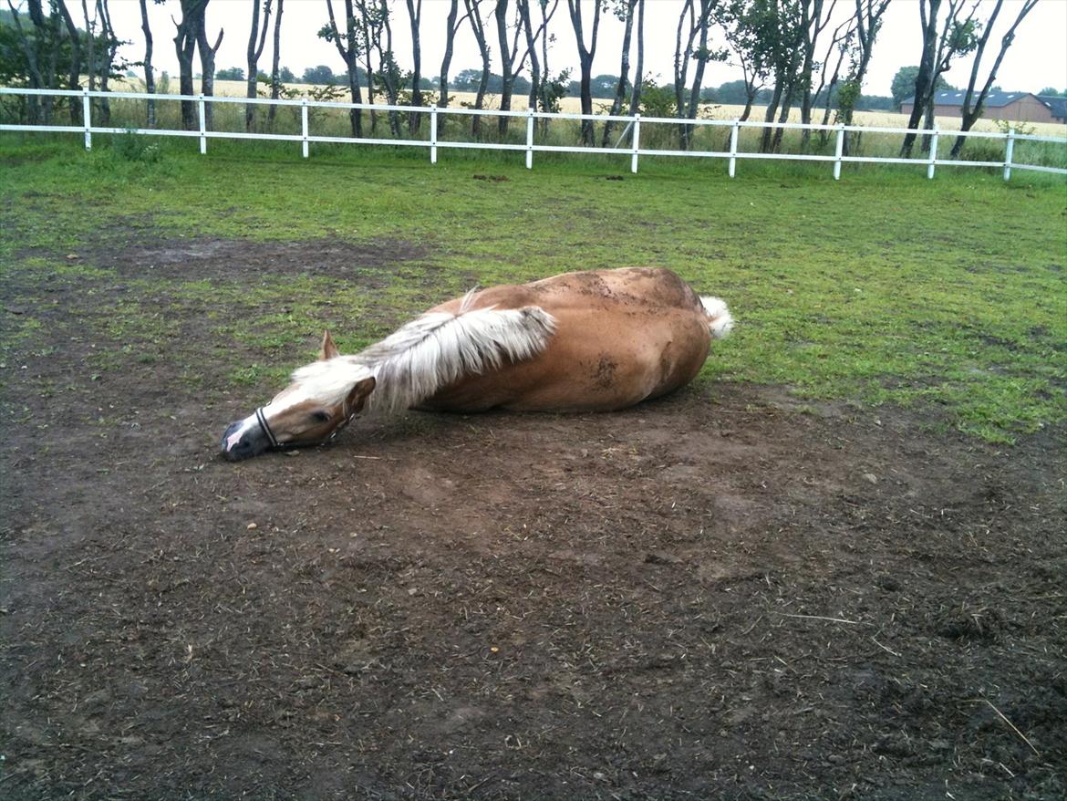 Haflinger Dexter - 22. juli 2011 billede 8