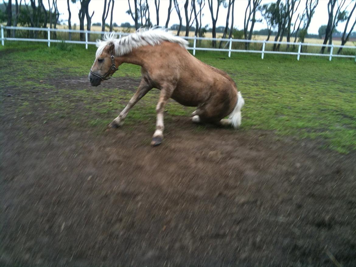 Haflinger Dexter - 22 juli 2011 billede 9