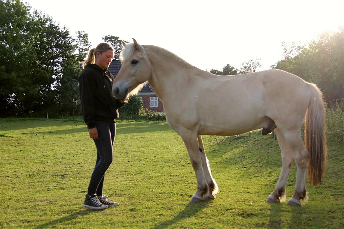 Fjordhest Pepsi Pony | Savnet - My last goodbye in the sunset.. Love you, and will never forget you..:'(  
Fotograf: Katrine :') <3 billede 18