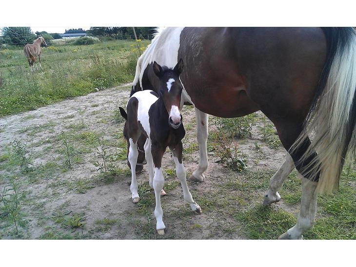 {{currentPhoto.altText}} billede {{currentPhoto.number}}