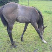 Fuldblod (XX) Mill's Finest