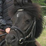 Anden særlig race Beauty