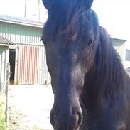 Barockpferd Cassiopeia