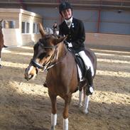 Welsh Pony (sec B) Valentina