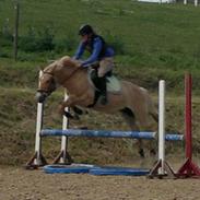 Anden særlig race Kellerups Golden Star