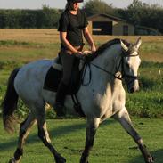 Trakehner Gonzalès