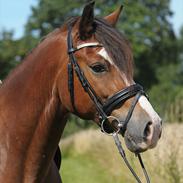 Welsh Cob (sec D) Fjordglimt Mr. Kennedy 