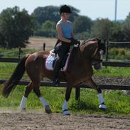 Welsh Cob (sec D) Fjordglimt Mr. Kennedy 