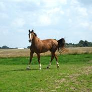 Dansk Varmblod Flike