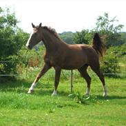 Dansk Varmblod Flike