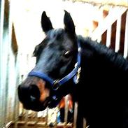 Anden særlig race Corneau