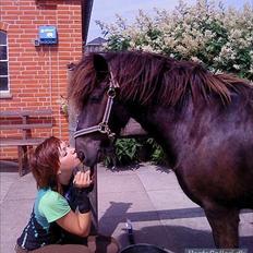 Islænder Skotti fra Velling