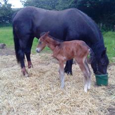 Welsh Cob (sec D) Rivers Perky Princess