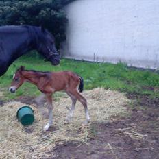 Welsh Cob (sec D) Rivers Perky Princess