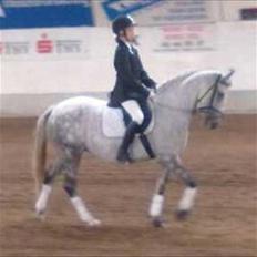 New Forest Marrondales Opasia [himmelhest]<3