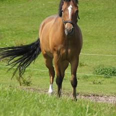 New Forest OM's Trulli *B-PONY*