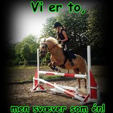 Palomino Skipper *passer*