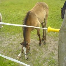 Fuldblod (XX) Mill's Finest