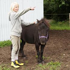 Shetlænder Wednesday <3 (tidligere Mini)