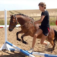 Anden særlig race Skovbys Chester Brown
