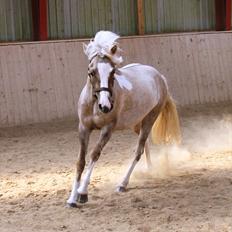 Islænder Fína fra Stald Prahl