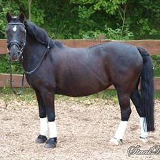 Welsh Cob (sec D) Chalfont Lisanja