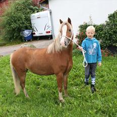 Welsh Mountain (sec A) Nordentoft's Cloé