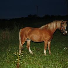 Welsh Mountain (sec A) Nordentoft's Cloé