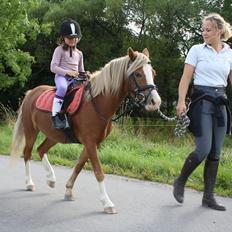 Welsh Mountain (sec A) Nordentoft's Cloé