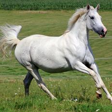 Sportsaraber (A) Søgaardens Magic Spirit