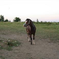 Welsh Mountain (sec A) Gameboy <3 