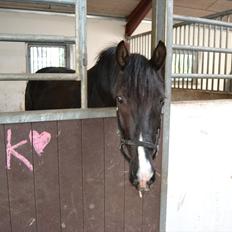 Anden særlig race Black;)