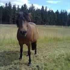 Anden særlig race Lady