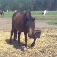 Anden særlig race Lady