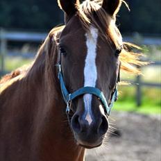 Tysk Sportspony Josie ' rødkælken' 