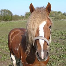 Anden særlig race Hidalgo<33