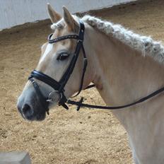 Haflinger Wictoria Sandagergaard