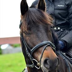 New Forest Nørregaardens Atos