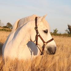 Welsh Mountain (sec A) Charlie star BEST FRIENDS