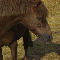 Welsh Pony (sec B) BKR's Sebastian