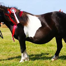 Shetlænder Foula Fancy