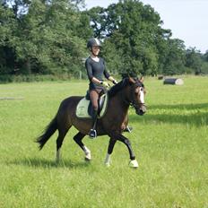 Welsh Pony (sec B) Søborggårds Romance *part* :D <3