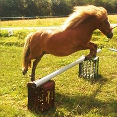 Anden særlig race Sippe. I'll never forget you<3.