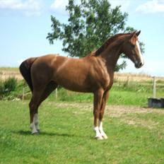 Dansk Varmblod Flike