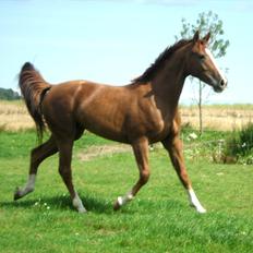 Dansk Varmblod Flike