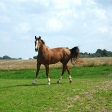 Dansk Varmblod Flike