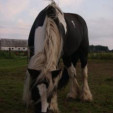 Irish Cob Sandra(R.I.P)