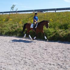 Holstener antaris *R.I.P*