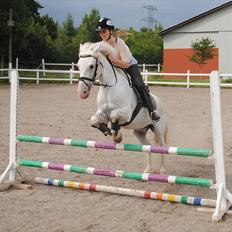 Anden særlig race Sir Camelot