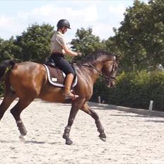 Dansk Varmblod Swingking havdal